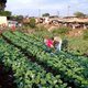 Illustration for article titled Kiberas Instant Farm System Is the Future of Urban Agriculture